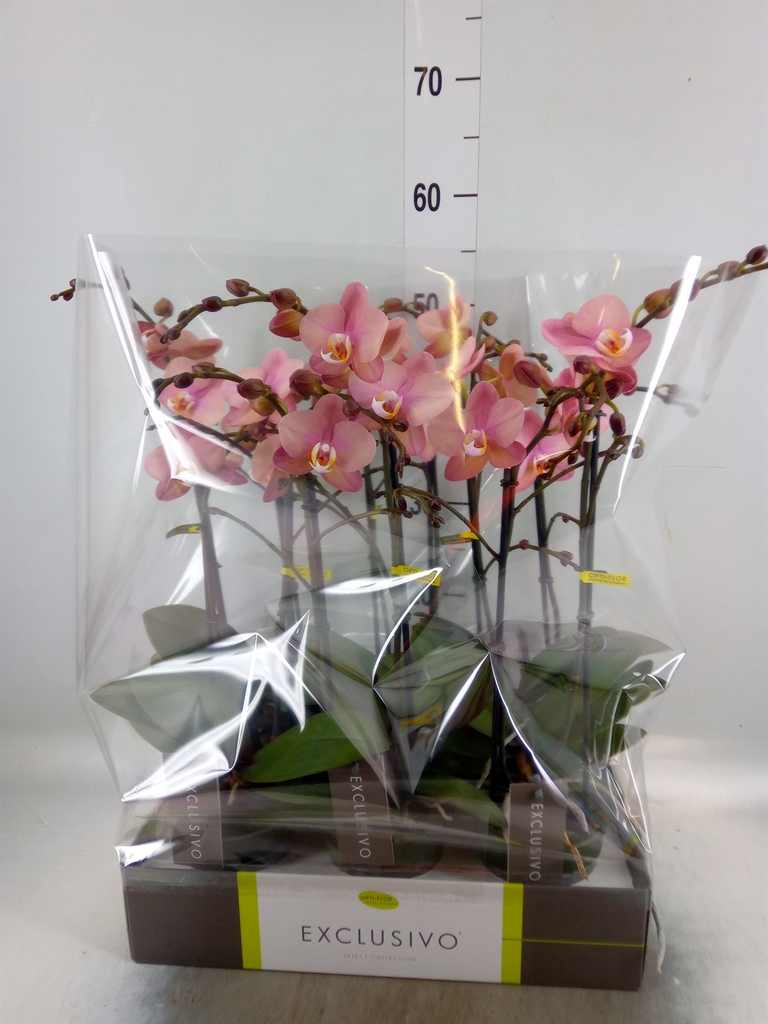 Горшечные цветы и растения оптом Phalaenopsis   ...rose от 6шт из Голландии с доставкой по России