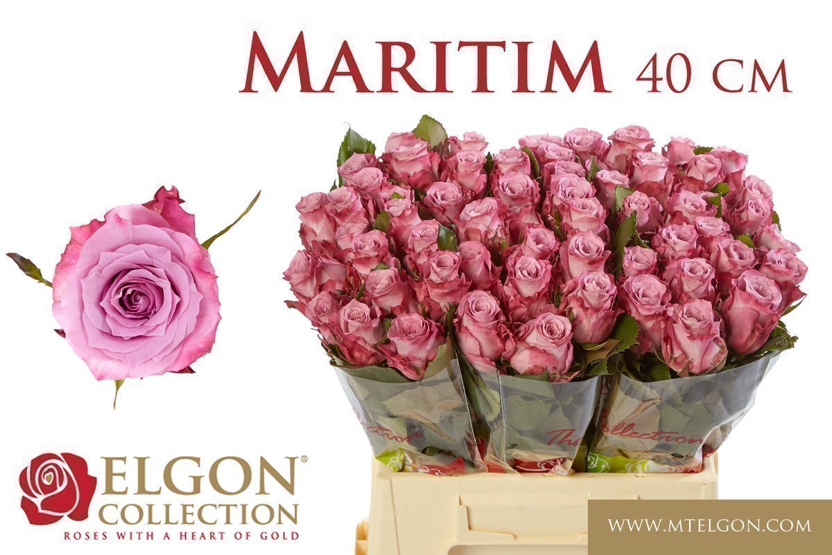Срезанные цветы оптом Rosa large maritim от 60шт из Голландии с доставкой по России
