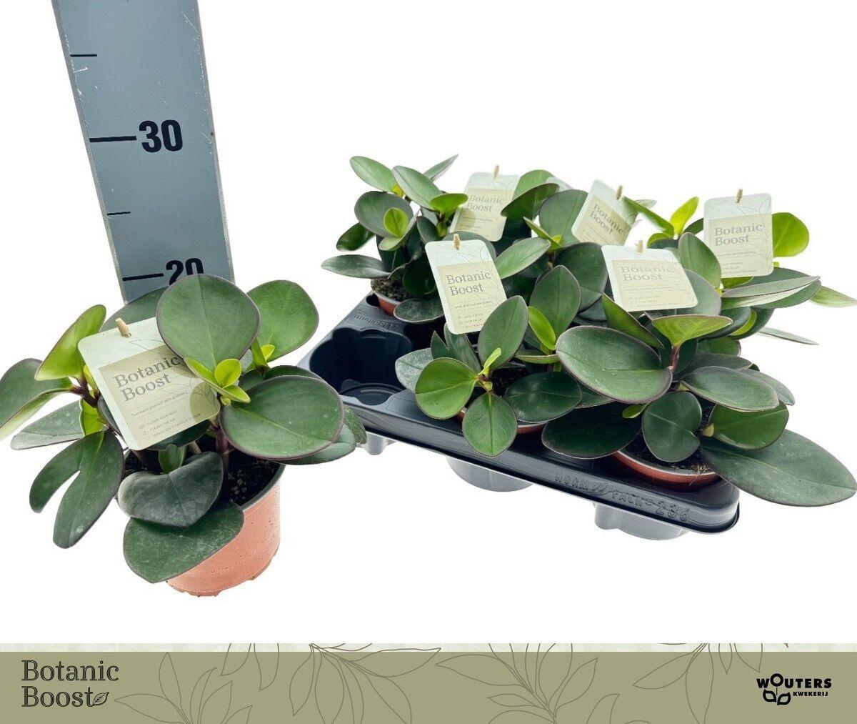 Горшечные цветы и растения оптом Pep Clus Red Margin от 6шт из Голландии с доставкой по России