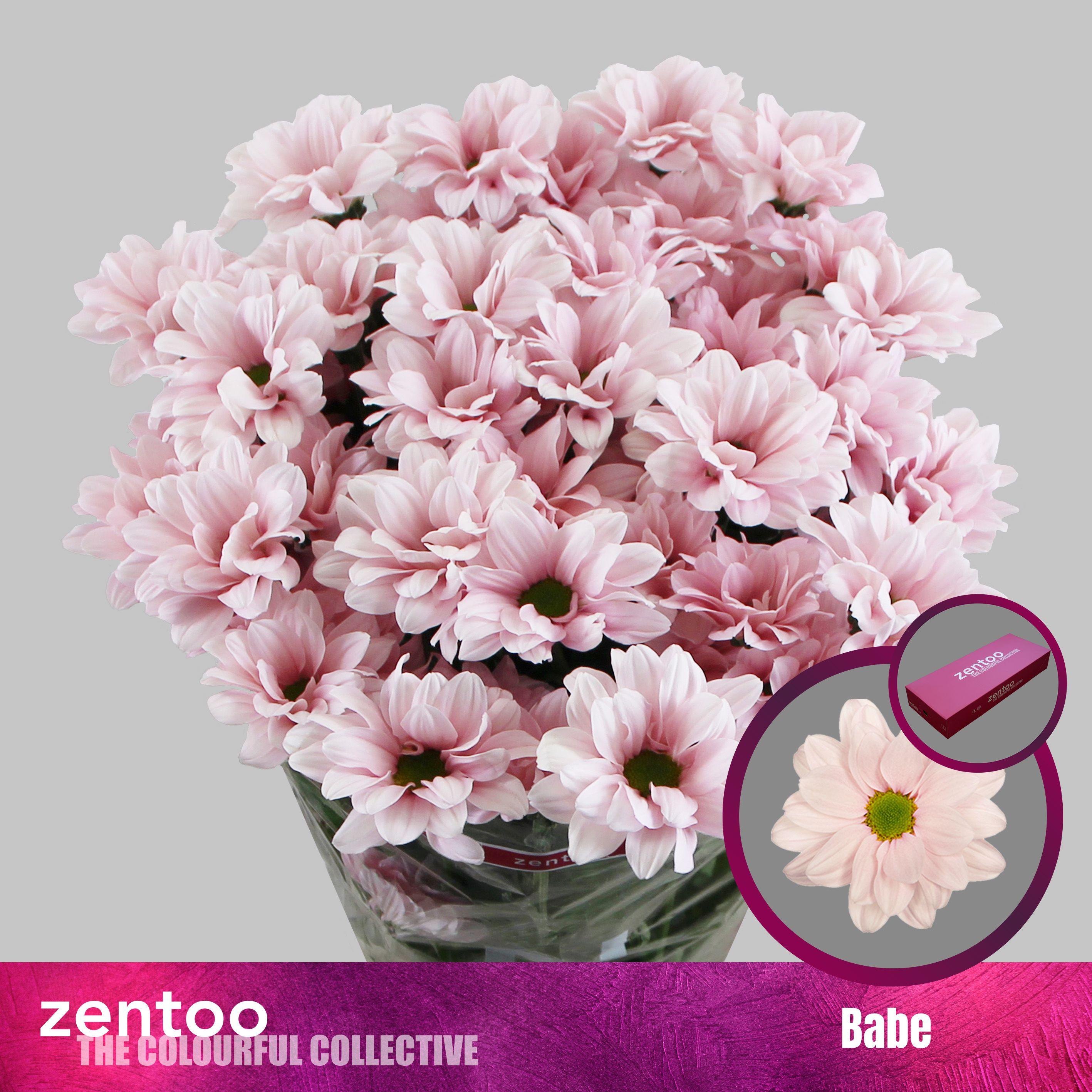 Срезанные цветы оптом Chrys sp babe от 80шт из Голландии с доставкой по России