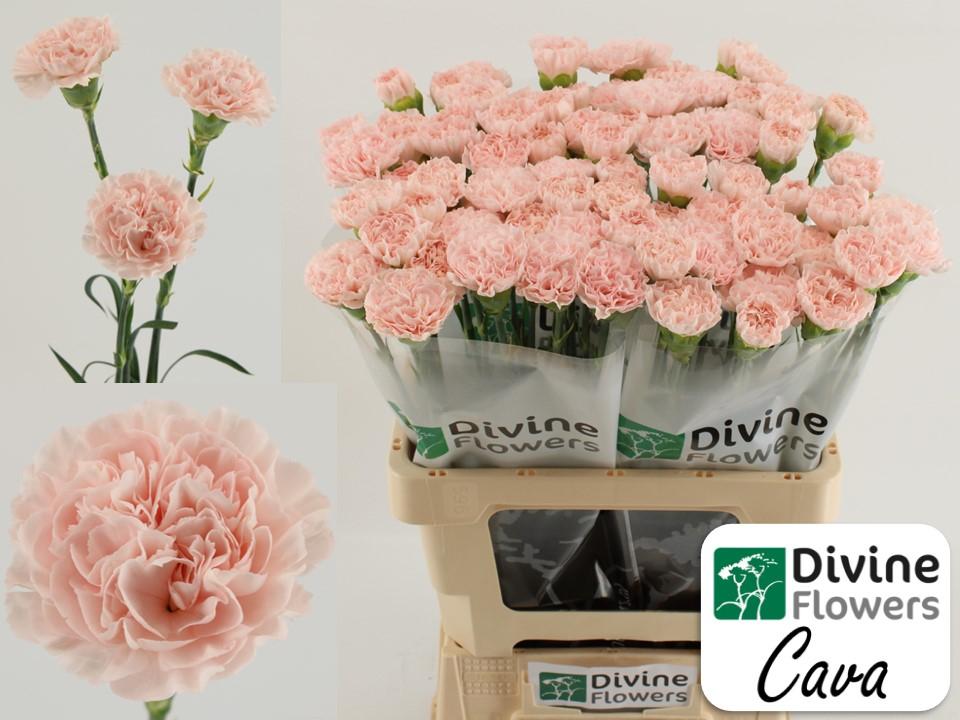 Срезанные цветы оптом Dianthus st cava от 80шт из Голландии с доставкой по России