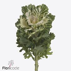 Срезанные цветы оптом Brassica empire faina от 30шт из Голландии с доставкой по России