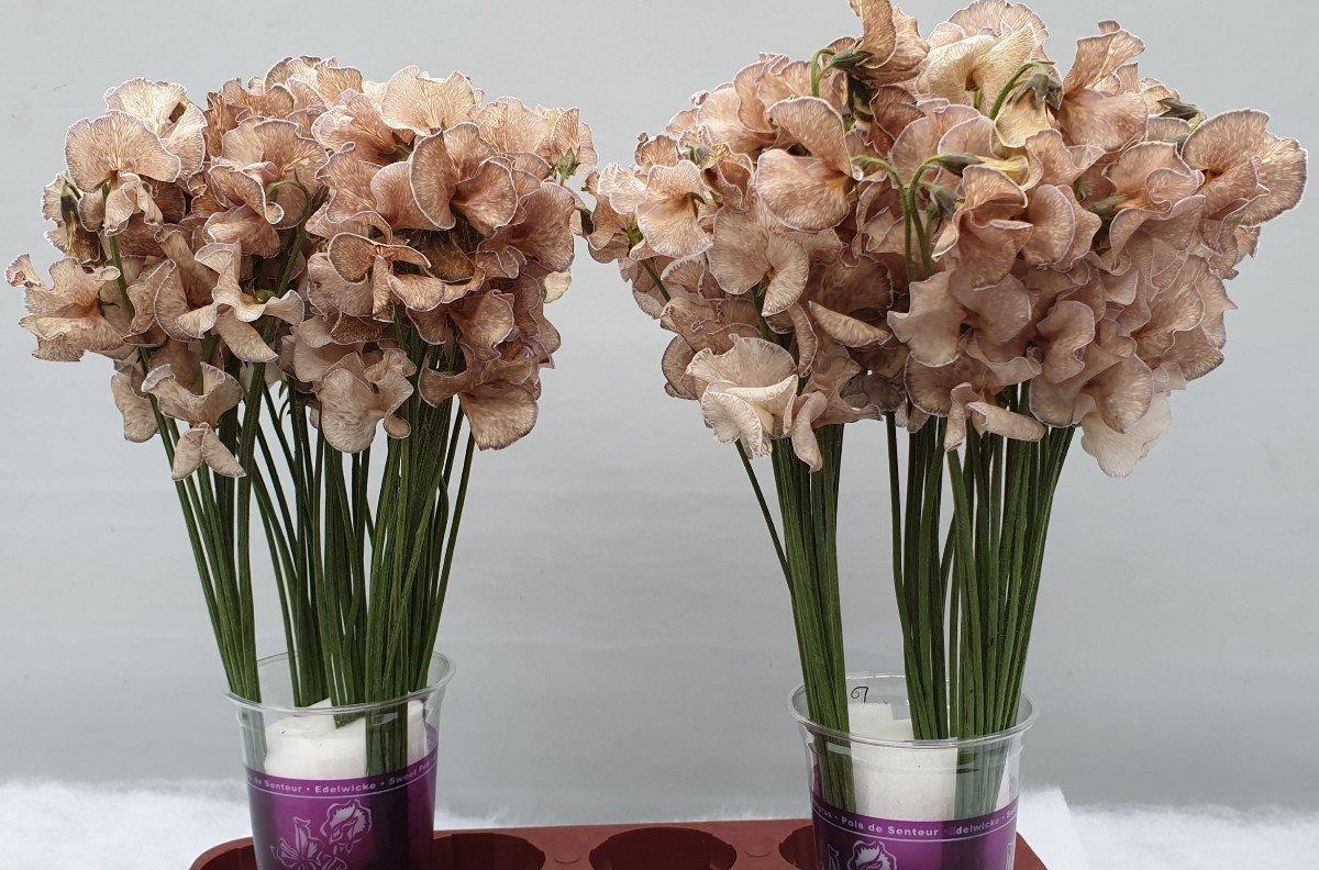 Срезанные цветы оптом Lathyrus paint bronze от 100шт из Голландии с доставкой по России