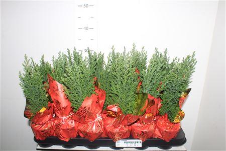 Горшечные цветы и растения оптом Cham L Ellwoodii Deco от 18шт (для телеги) из Голландии с доставкой по России Горшечные цветы и растения оптом Cham L Ellwoodii Deco от 18шт (для телеги) из Голландии с доставкой по России