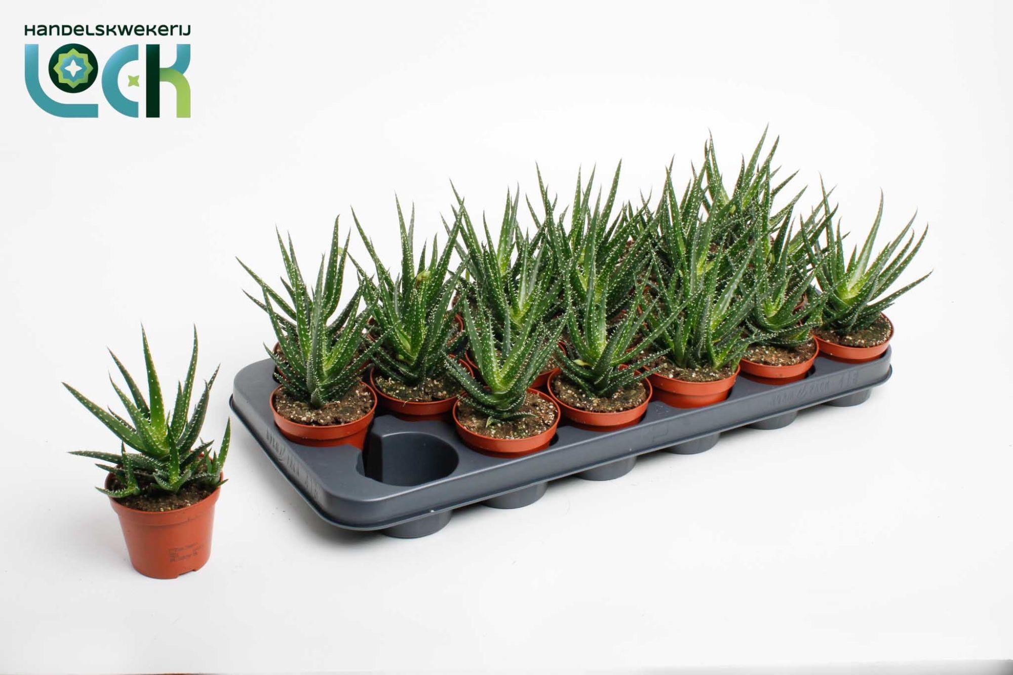 Горшечные цветы и растения оптом Aloe Jaco от 18шт (для телеги) из Голландии с доставкой по России