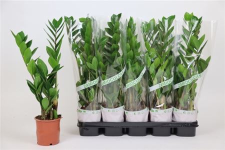 Горшечные цветы и растения оптом Zamio Zamiifolia 2-3 55cm от 10шт из Голландии с доставкой по России