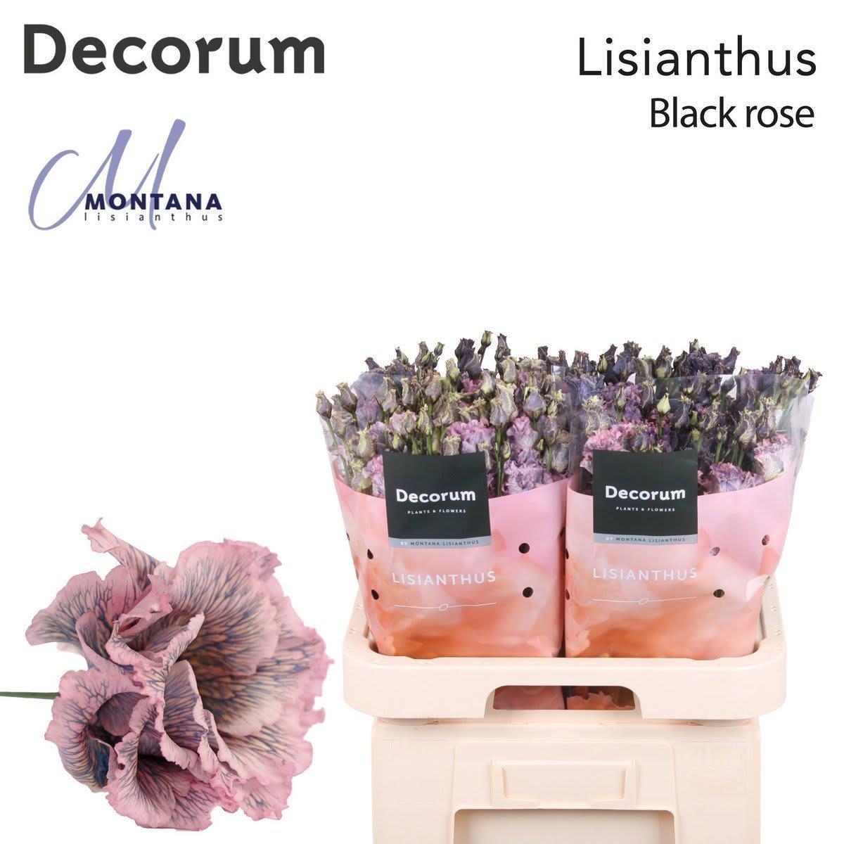 Срезанные цветы оптом Lisianthus do paint alissa black rose A от 140шт из Голландии с доставкой по России