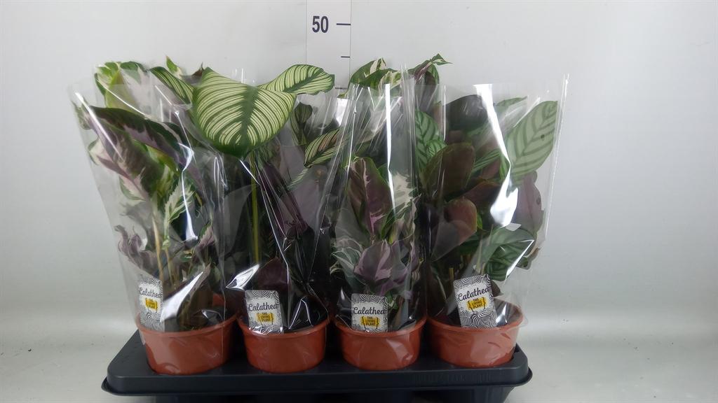 Горшечные цветы и растения оптом Calathea   ...mix 4 от 8шт из Голландии с доставкой по России