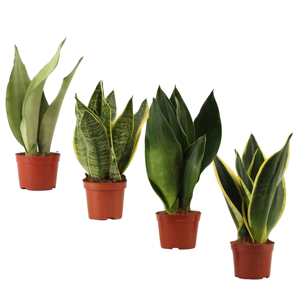 Горшечные цветы и растения оптом Sansevieria Super Mix от 18шт из Голландии с доставкой по России