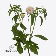 Срезанные цветы оптом Ranunculus butterfly ariadne от 40шт из Голландии с доставкой по России