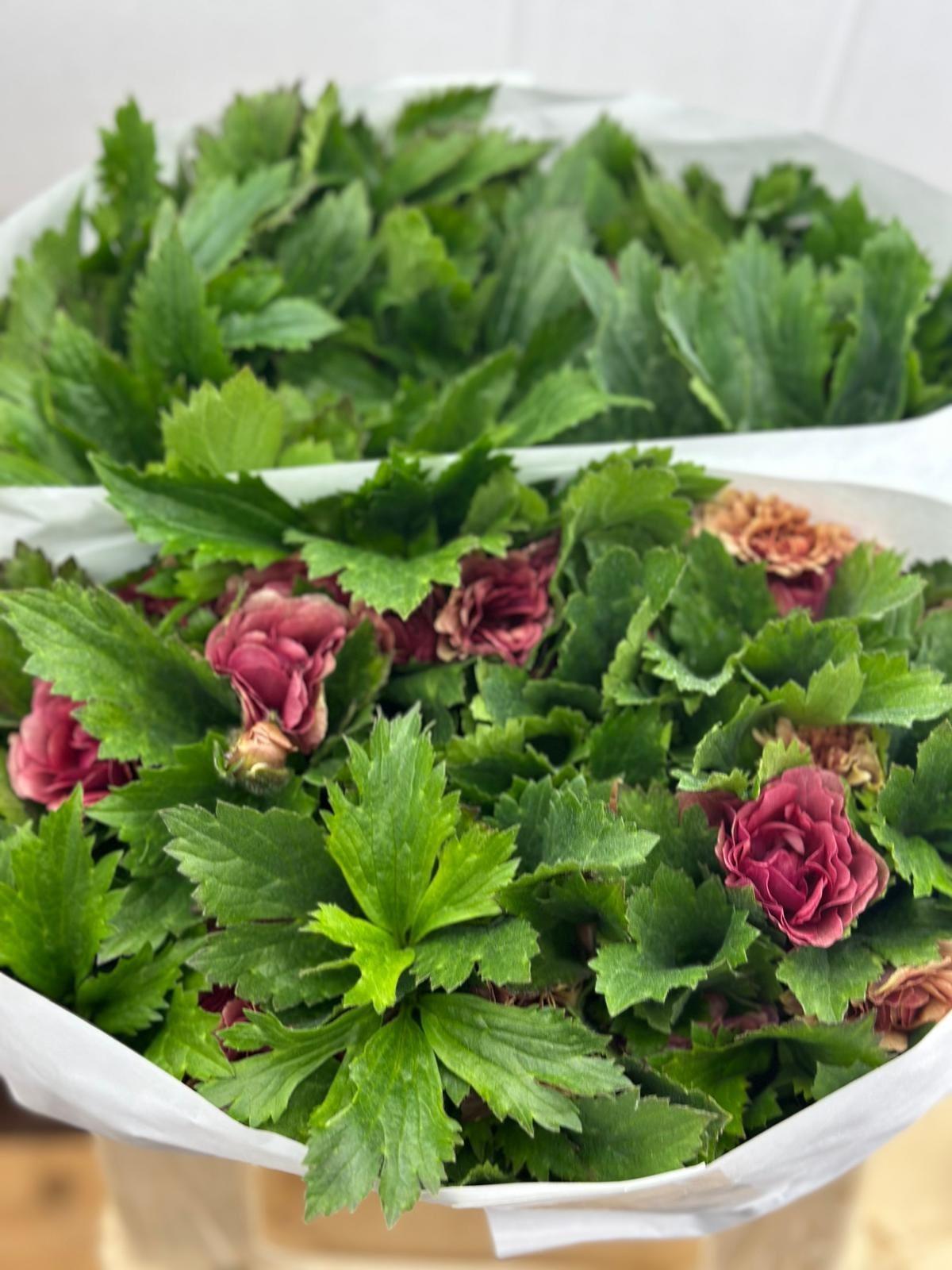 Срезанные цветы оптом Ranunculus moderna Pink от 30шт. из Голландии с доставкой по России