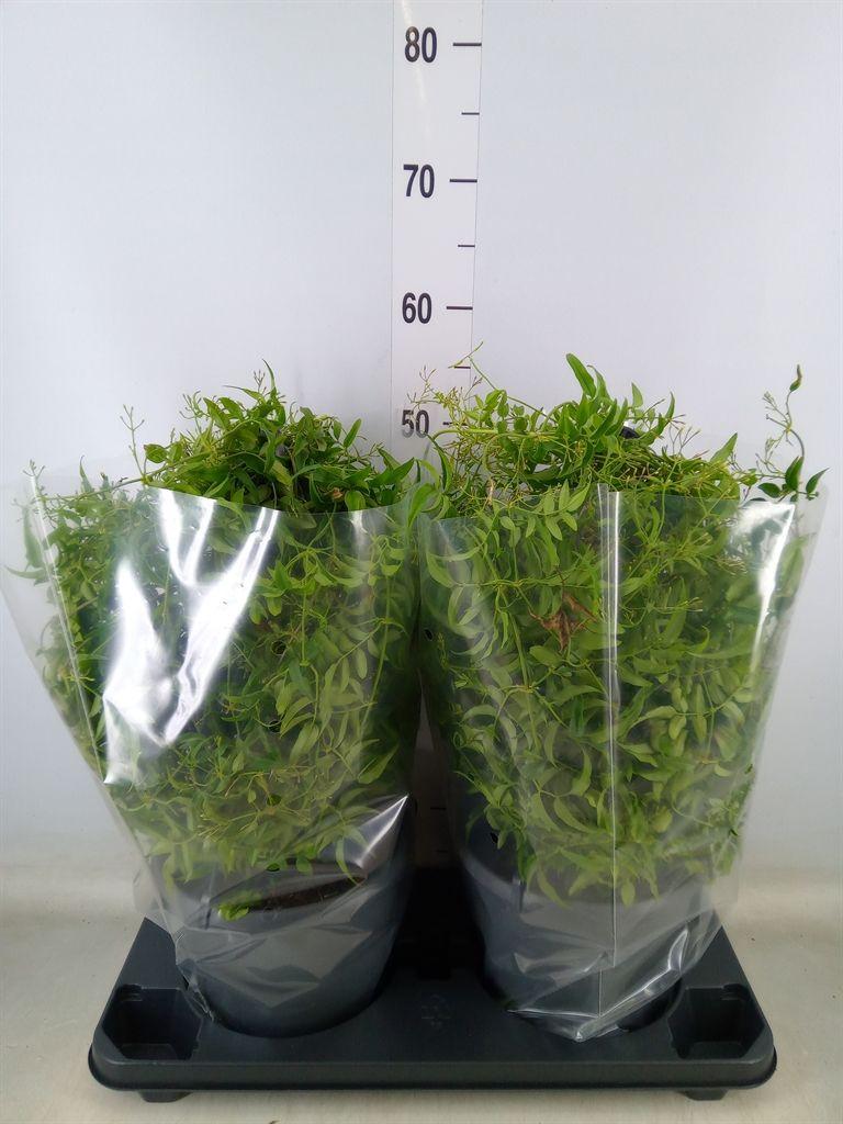 Горшечные цветы и растения оптом Jasminum Polyanthum от 2шт из Голландии с доставкой по России