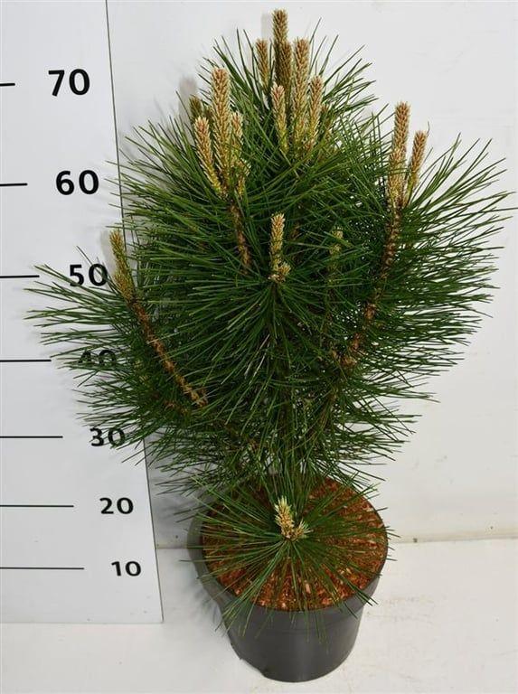 Горшечные цветы и растения оптом Pinus Nigra Pyramidalis от 1шт из Голландии с доставкой по России