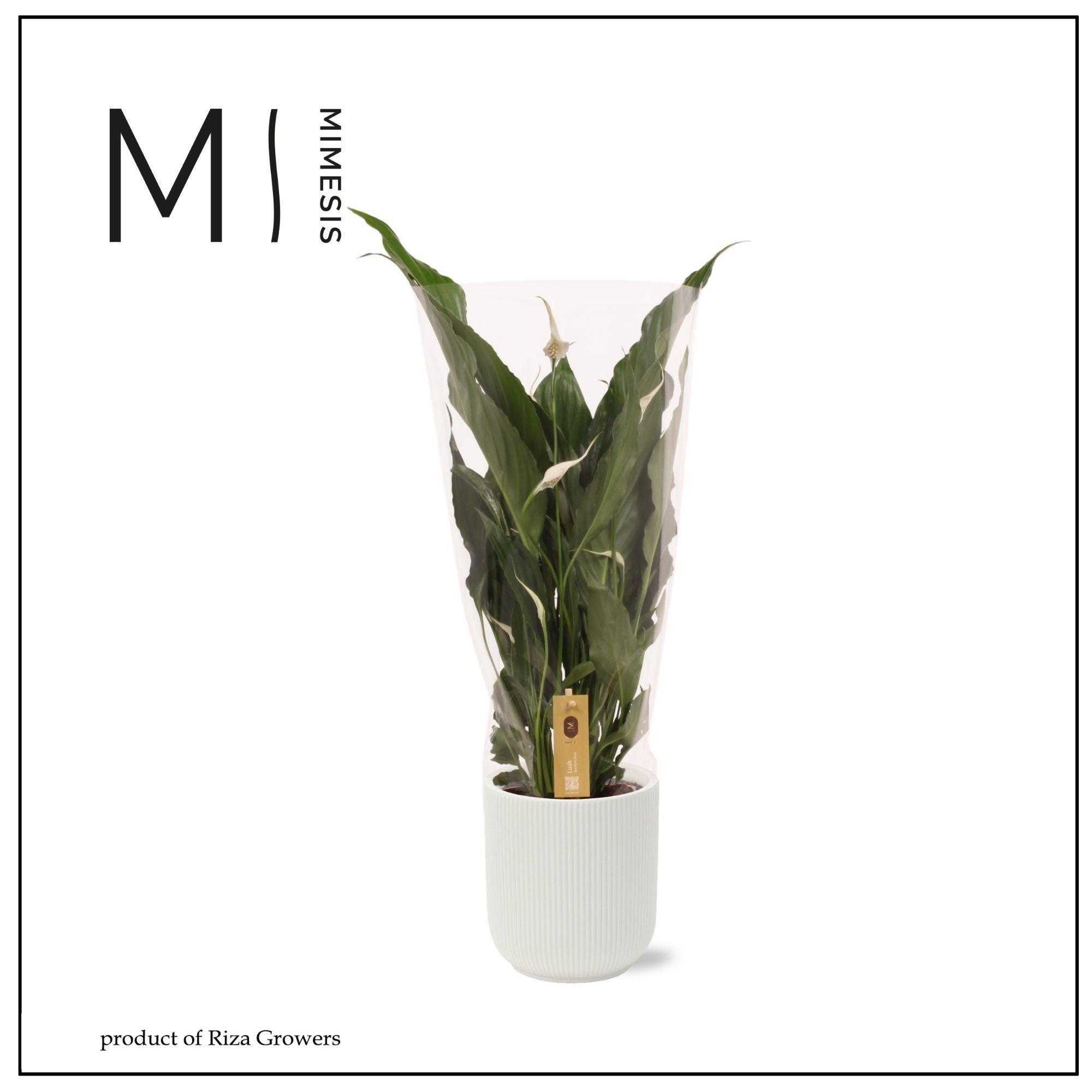 Горшечные цветы и растения оптом Spath Sweet Chico от 4шт из Голландии с доставкой по России