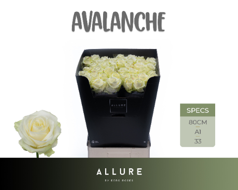 Срезанные цветы оптом Rosa la avalanche+ Allure от 40шт из Голландии с доставкой по России