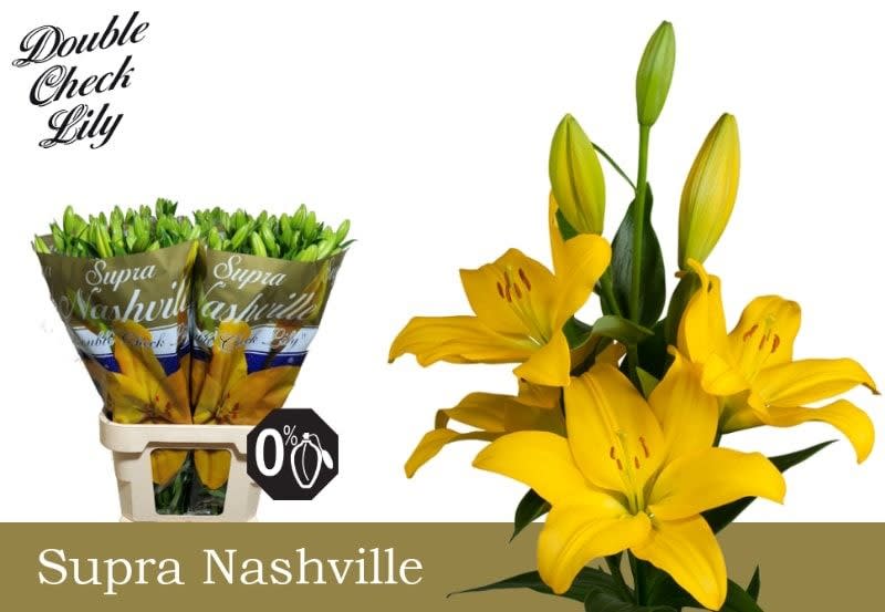 Срезанные цветы оптом Lilium la nashville от 50шт из Голландии с доставкой по России