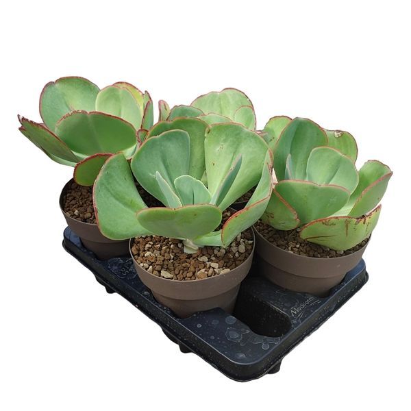 Горшечные цветы и растения оптом Echeveria Gigantea Potcover от 4шт из Голландии с доставкой по России