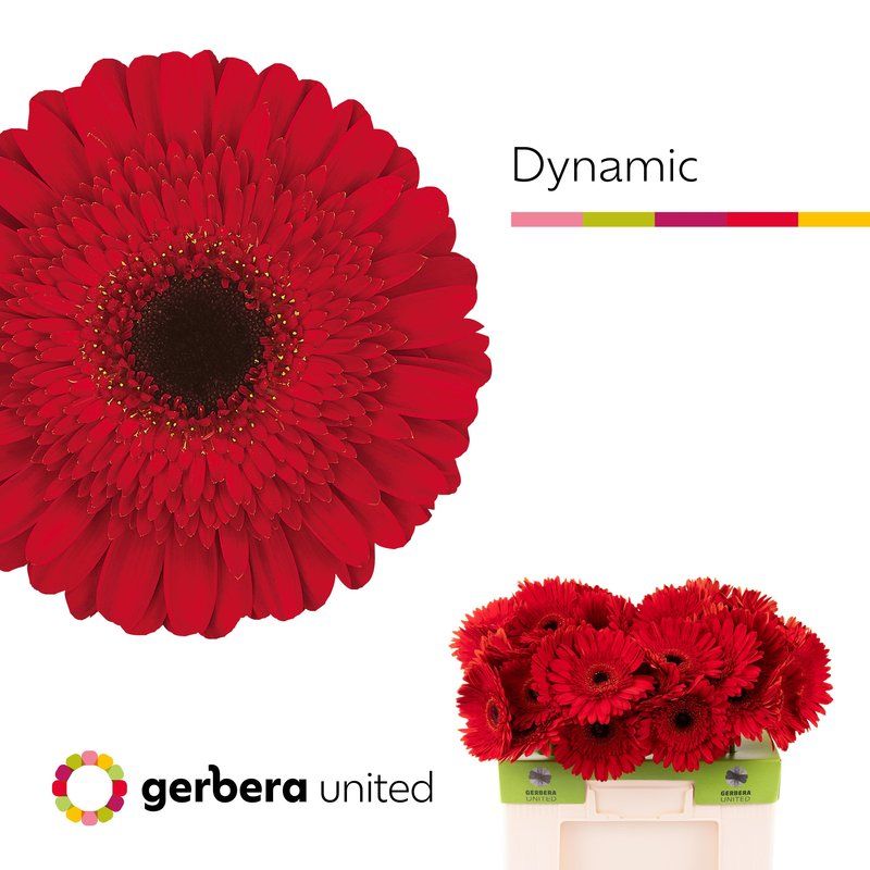 Срезанные цветы оптом Gerbera dynamic от 50шт из Голландии с доставкой по России