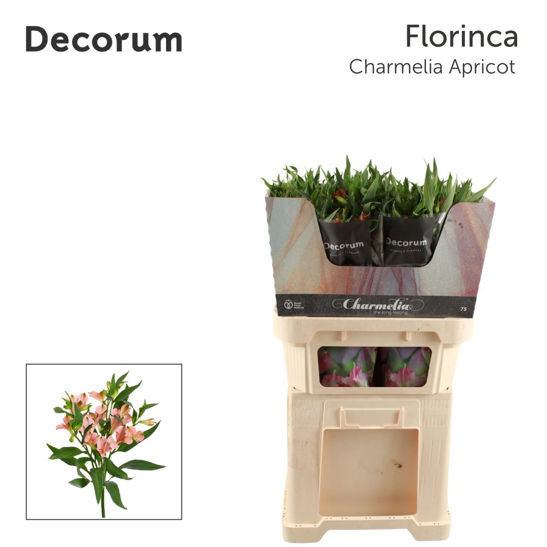 Срезанные цветы оптом Alstroemeria fl charmelia apricot от 50шт из Голландии с доставкой по России