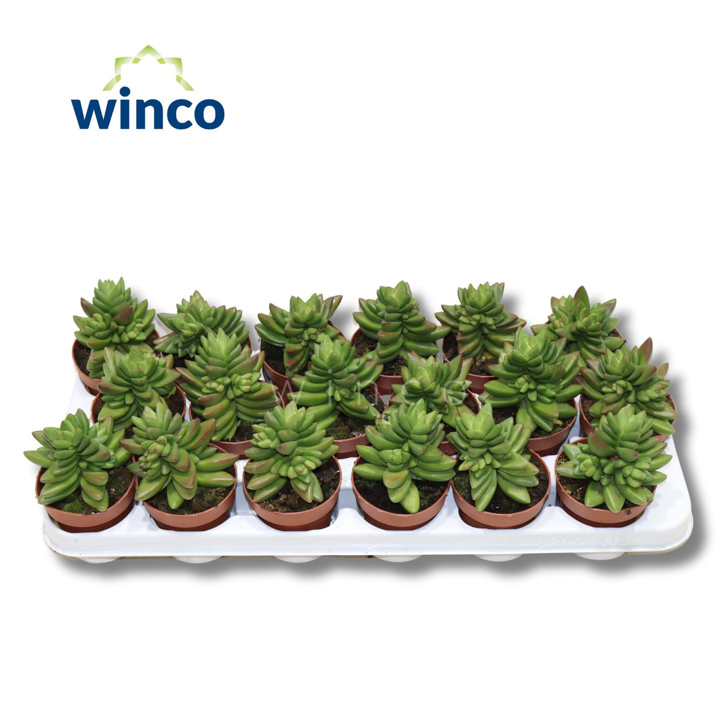 Горшечные цветы и растения оптом Crassula Ben от 18шт (для телеги) из Голландии с доставкой по России