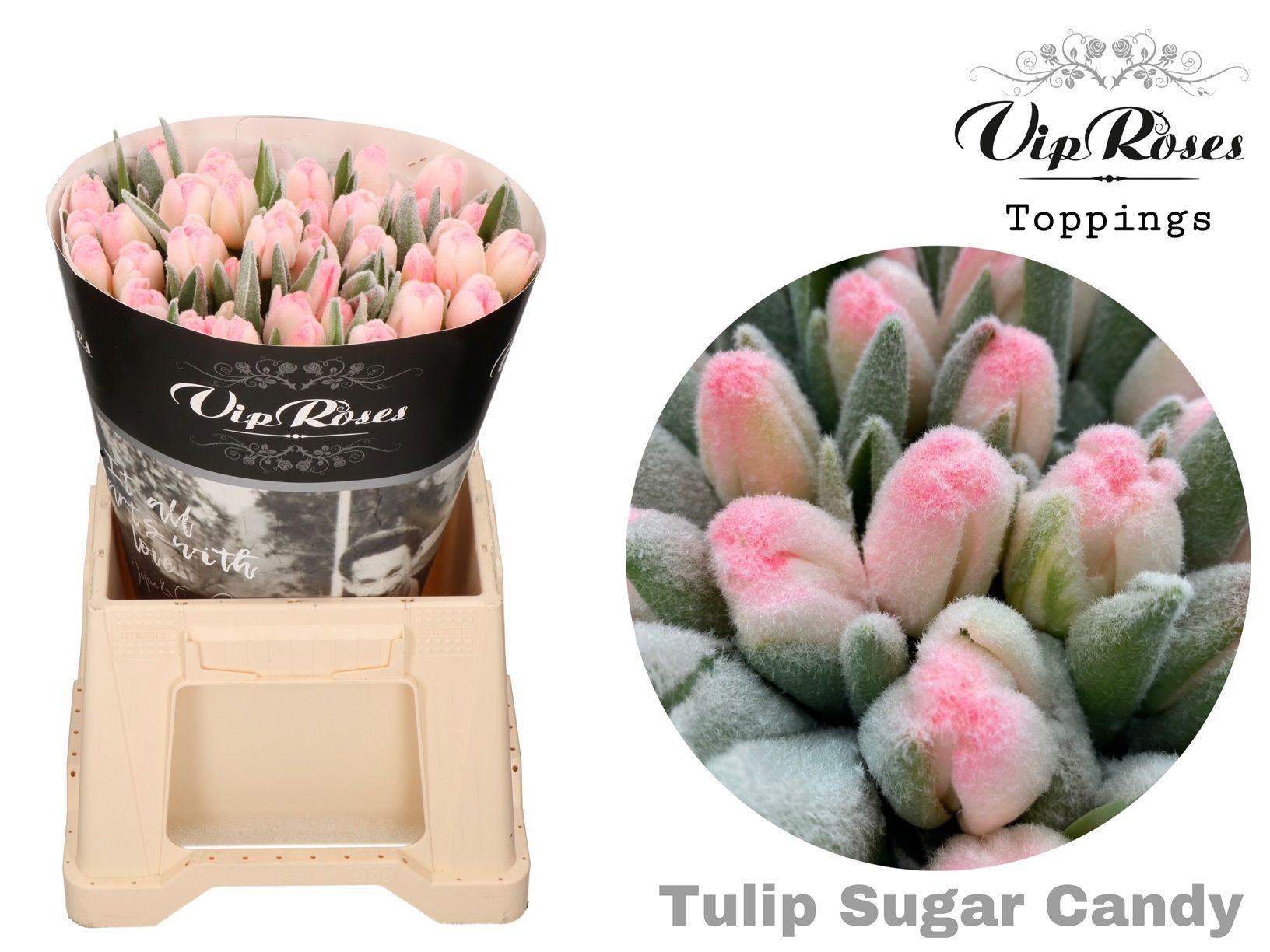 Срезанные цветы оптом Tulipa si paint sugar candy antartica от 50шт из Голландии с доставкой по России