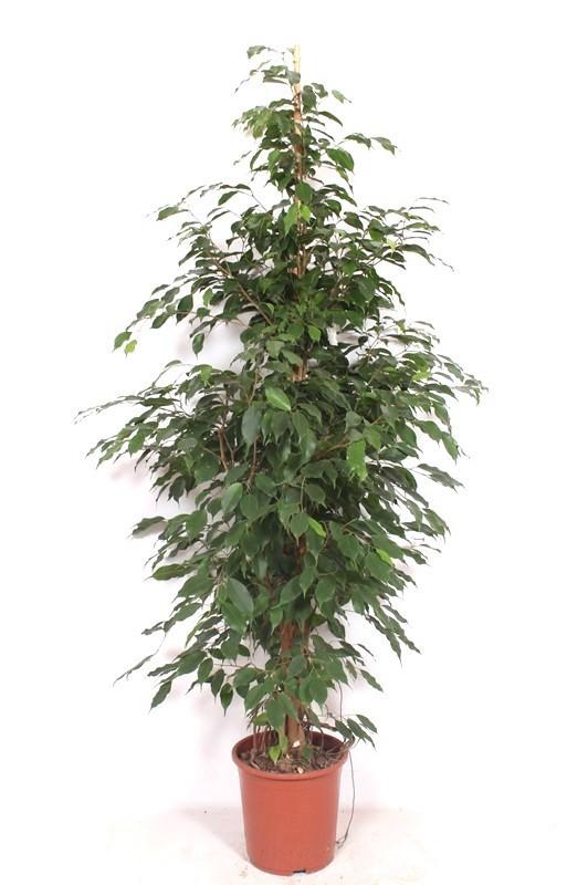 Горшечные цветы и растения оптом Ficus Be Exotica от 1шт из Голландии с доставкой по России