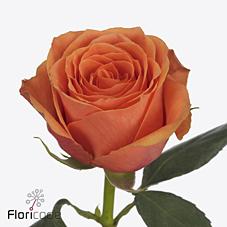 Срезанные цветы оптом Rosa large tropical horizon от 50шт из Голландии с доставкой по России