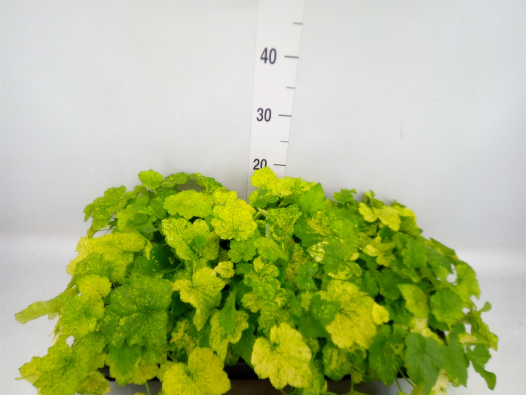 Горшечные цветы и растения оптом Tolmiea Menziesii   ...variegated от 6шт из Голландии с доставкой по России