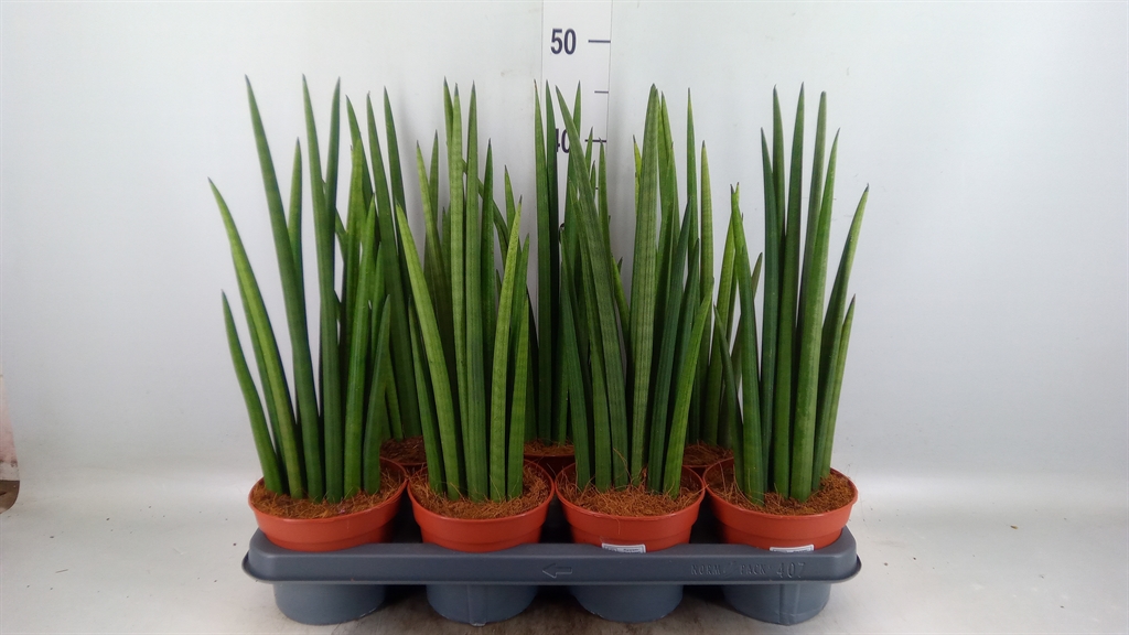 Горшечные цветы и растения оптом Sansevieria Cyl.  ... от 7шт из Голландии с доставкой по России
