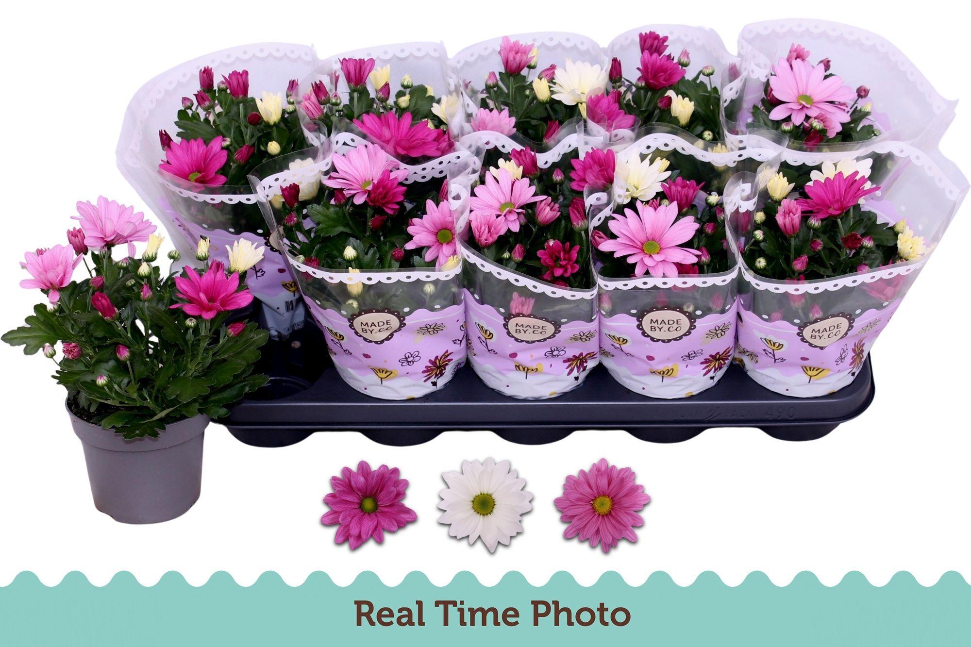 Горшечные цветы и растения оптом Chrys Gem In Pot от 10шт из Голландии с доставкой по России