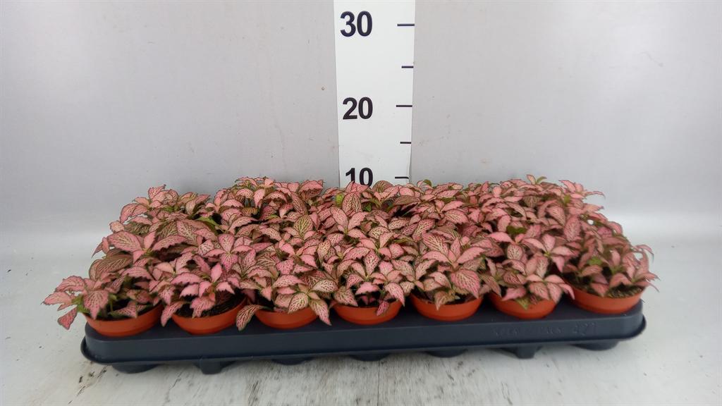 Горшечные цветы и растения оптом Fittonia Pink Forest Flame от 21шт (для телеги) из Голландии с доставкой по России