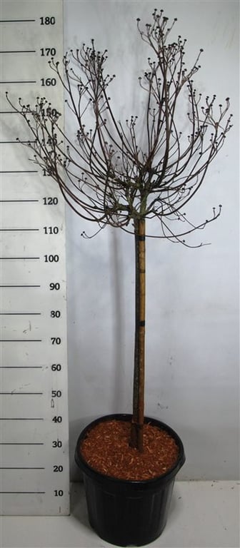 Горшечные цветы и растения оптом Cornus Florida Rubra от 1шт из Голландии с доставкой по России