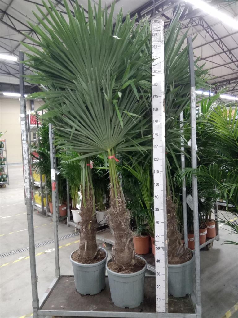 Горшечные цветы и растения оптом Trachycarpus Fortunei от 1шт из Голландии с доставкой по России