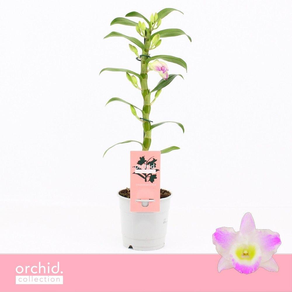 Горшечные цветы и растения оптом Dendr Nob 1st Pandora Compact Orchid Collection от 10шт из Голландии с доставкой по России
