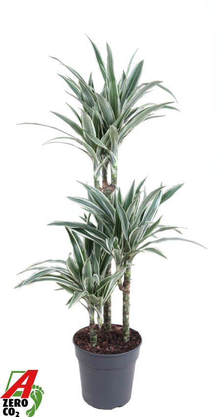 Горшечные цветы и растения оптом Drac White Stripe 60-30-15 от 1шт из Голландии с доставкой по России