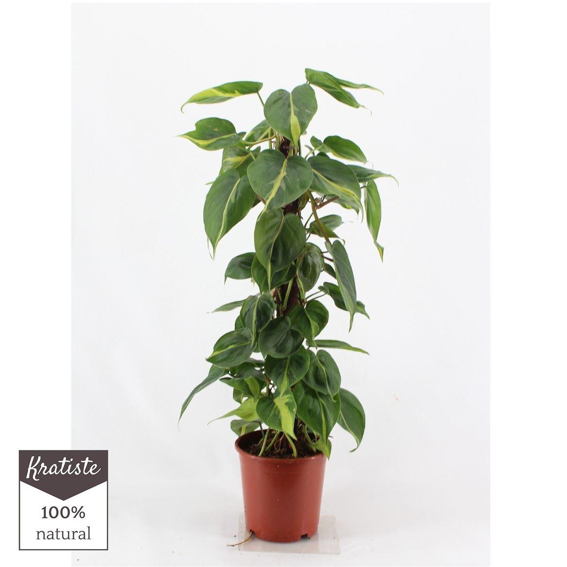 Горшечные цветы и растения оптом Philodendron Brasil Kratiste Klimst от 1шт из Голландии с доставкой по России