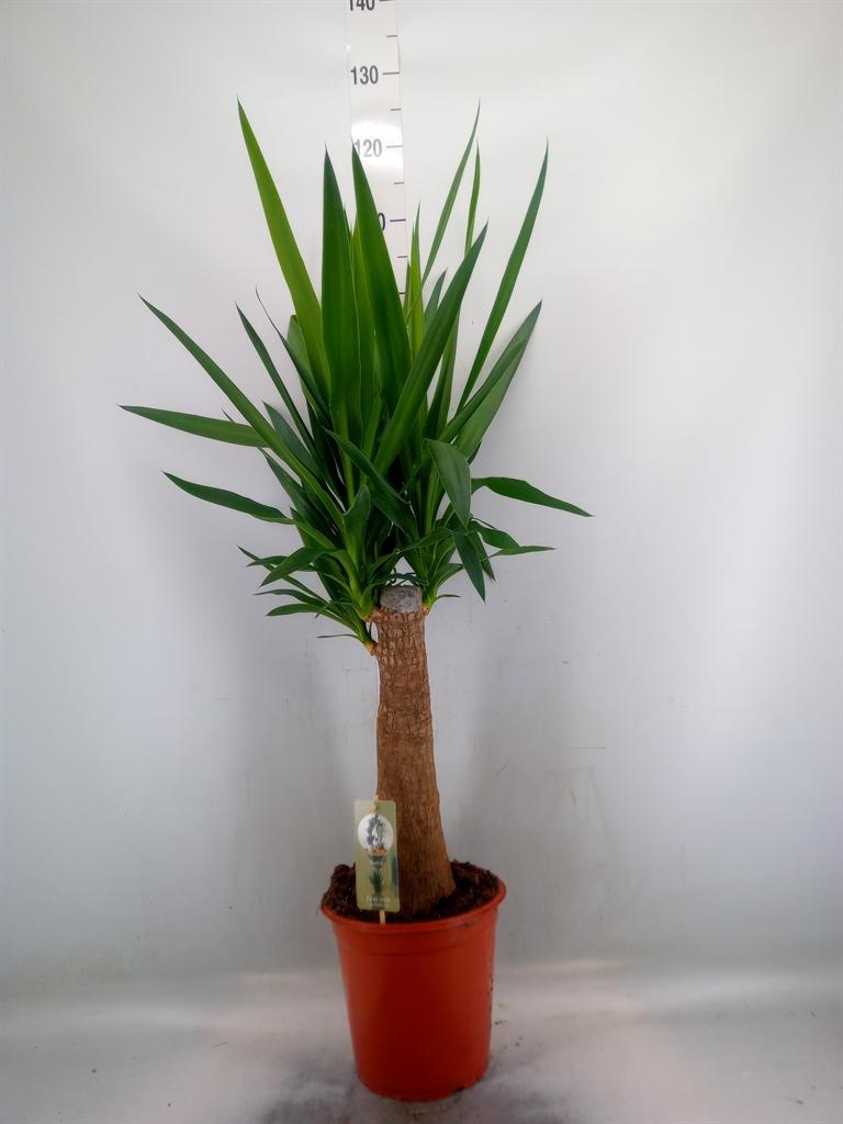 Горшечные цветы и растения оптом Yucca   ... от 1шт из Голландии с доставкой по России
