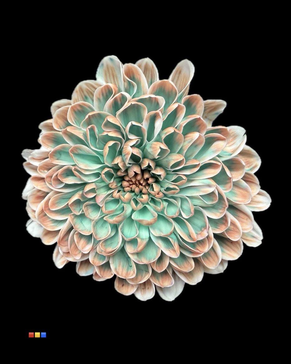 Срезанные цветы оптом Chrys sp paint altaj tropicana от 40шт из Голландии с доставкой по России