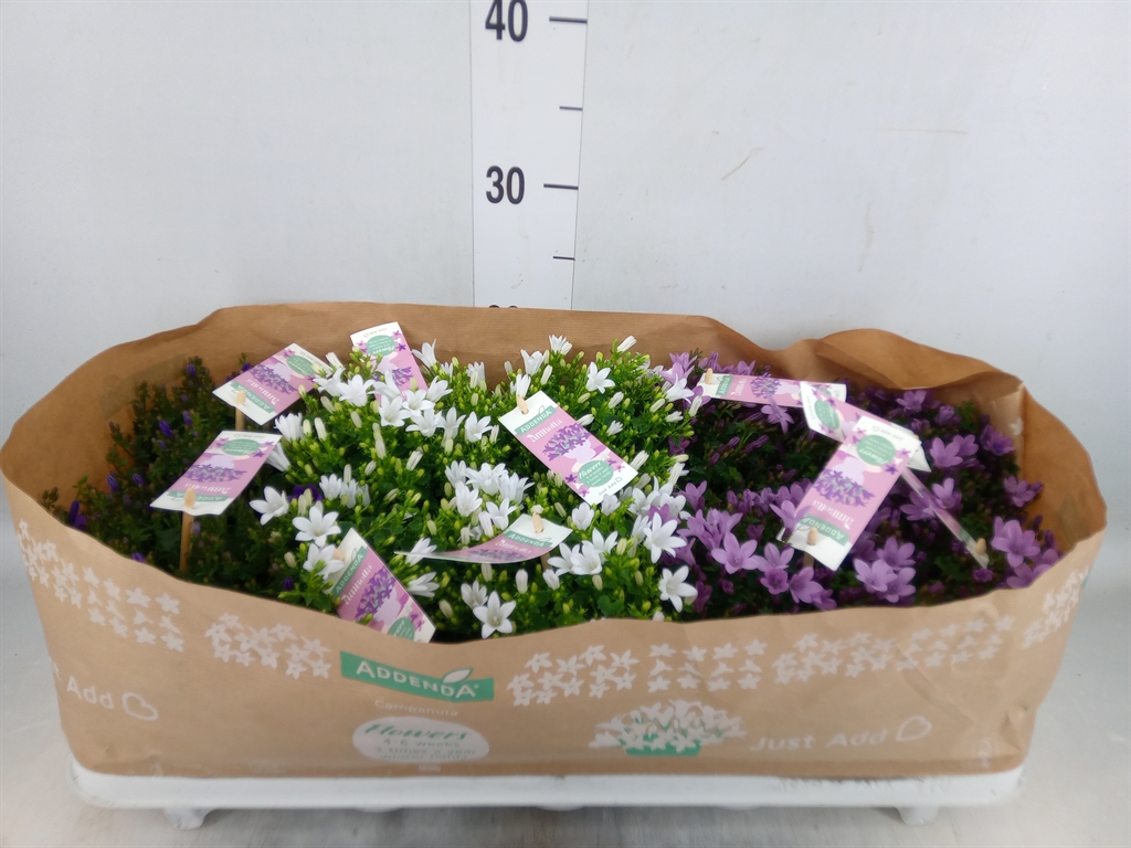 Горшечные цветы и растения оптом Campanula   ... от 10шт (для телеги) из Голландии с доставкой по России