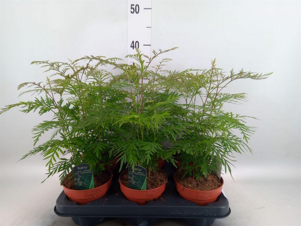 Горшечные цветы и растения оптом Grevillea Robusta от 6шт из Голландии с доставкой по России