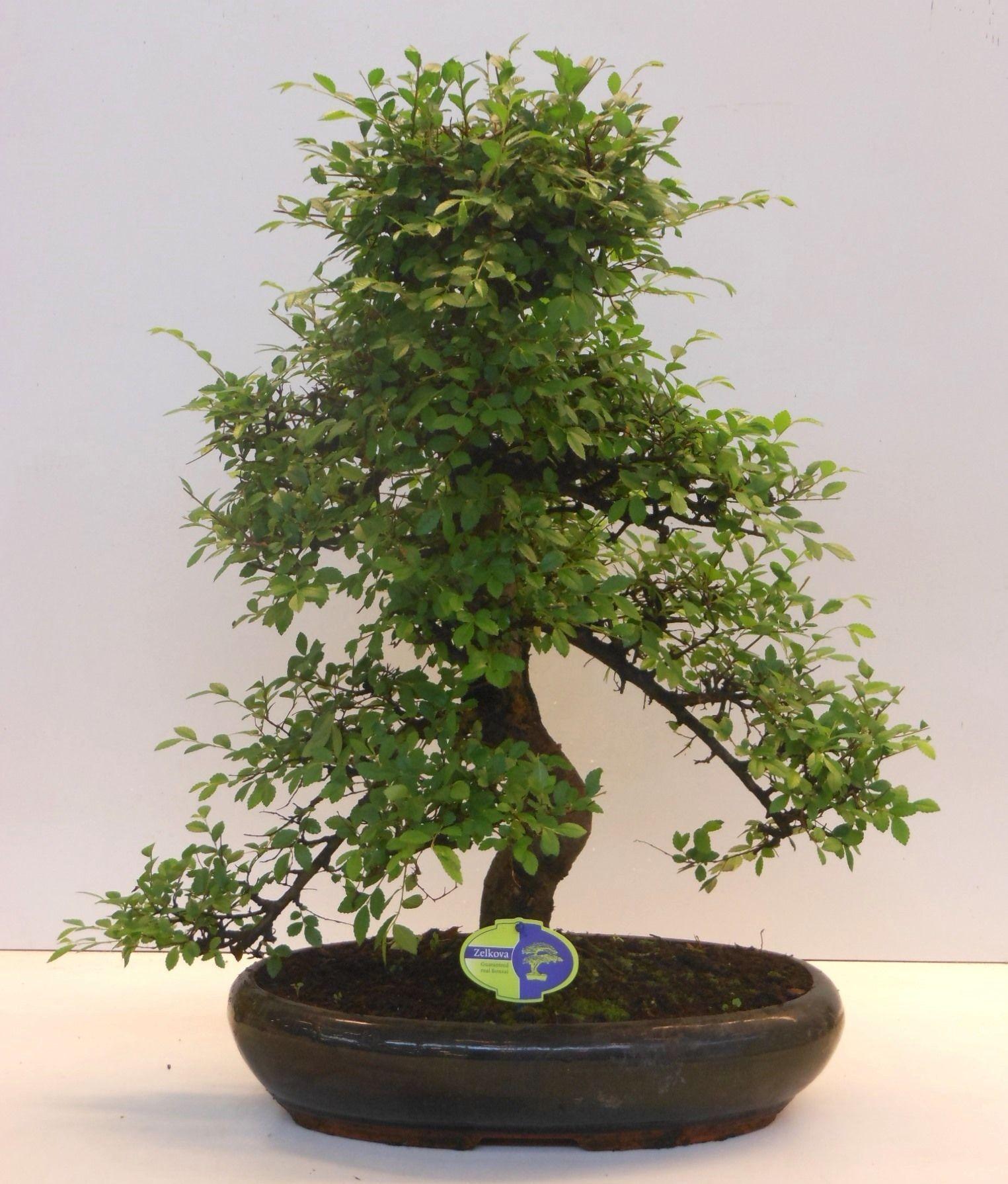 Горшечные цветы и растения оптом Bonsai Zelkova Parvifolia от 1шт из Голландии с доставкой по России