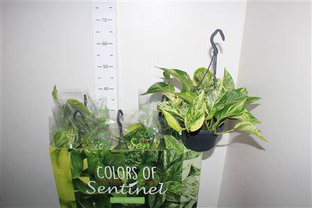 Горшечные цветы и растения оптом Epipr Pinnatum Aureum Hangpot от 6шт из Голландии с доставкой по России