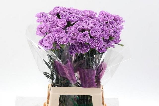 Срезанные цветы оптом Dianthus st moonaqua от 80шт из Голландии с доставкой по России