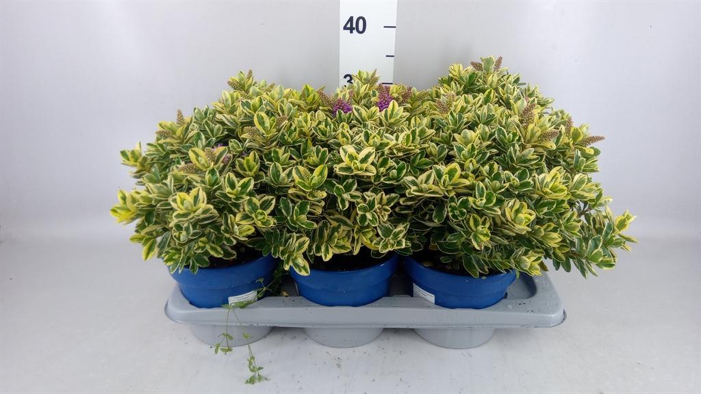 Горшечные цветы и растения оптом Hebe Andersonii variegata от 6шт из Голландии с доставкой по России