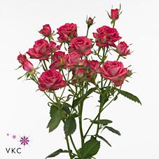 Срезанные цветы оптом Rosa spray magic pepita от 40шт из Голландии с доставкой по России