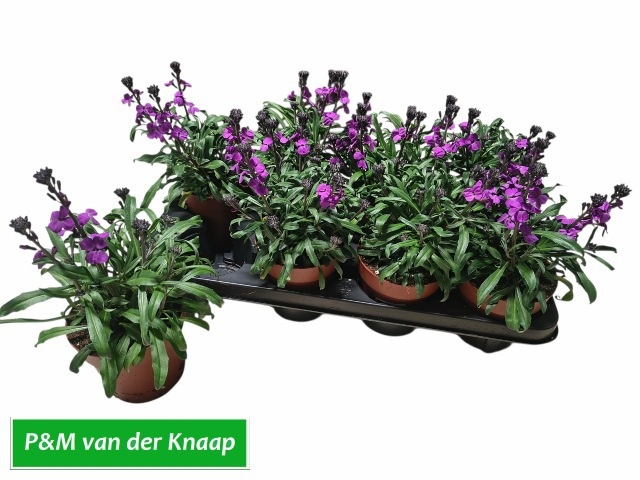 Горшечные цветы и растения оптом Erys Mixk от 8шт из Голландии с доставкой по России