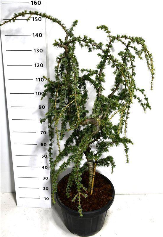 Горшечные цветы и растения оптом Cedrus Lib Glauca Pendula от 1шт из Голландии с доставкой по России