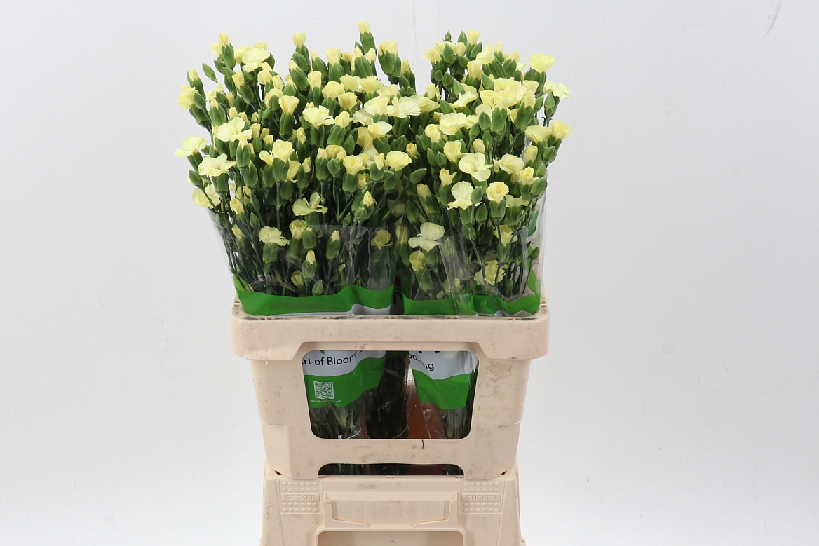 Срезанные цветы оптом Dianthus sp solomio blondfly от 100шт из Голландии с доставкой по России