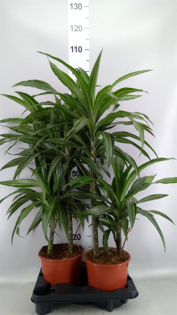 Горшечные цветы и растения оптом Dracaena Fr De ulises от 2шт из Голландии с доставкой по России
