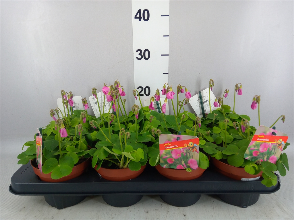Горшечные цветы и растения оптом Oxalis Bowiei amarantha от 8шт из Голландии с доставкой по России